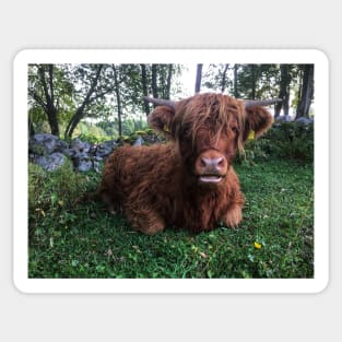 Scottish Highland Cattle Calf 2099 Sticker